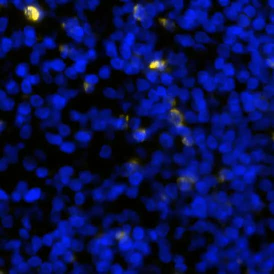LAG-3 Antibody (17B4)